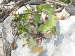 Geranium rotundifolium