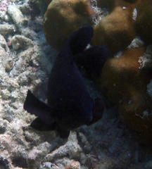 Neoglyphidodon melas