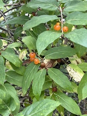 Lonicera