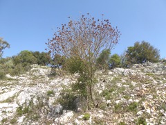 Pistacia terebinthus