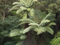 Cyathea medullaris