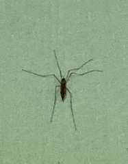 Insecta