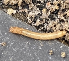 Tenebrio molitor
