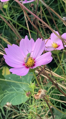 Agapostemon virescens