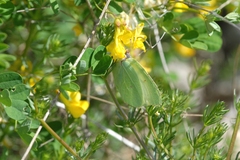 Gonepteryx cleopatra