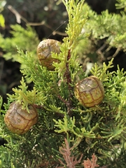 Cupressus sempervirens