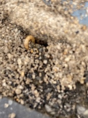 Tenebrio molitor