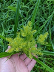 Cyperus strigosus