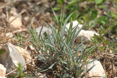 Centranthus ruber