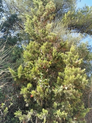 Cupressus sempervirens