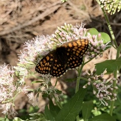 Melitaea athalia