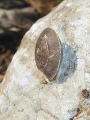 Helicigona lapicida