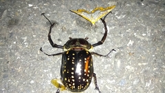 Cheirotonus formosanus