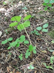 Arisaema amurense