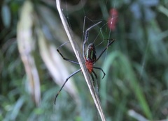Leucauge tessellata