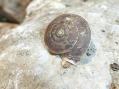 Helicigona lapicida