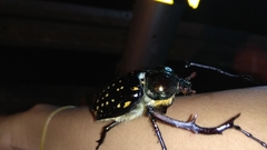 Cheirotonus formosanus