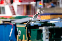 Chroicocephalus ridibundus