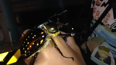 Cheirotonus formosanus