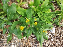 Senecio pseudoarnica