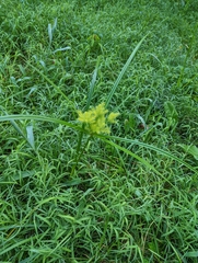 Cyperus strigosus
