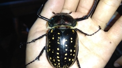 Cheirotonus formosanus