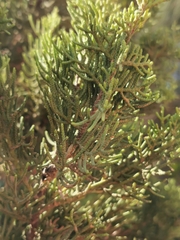 Cupressus sempervirens
