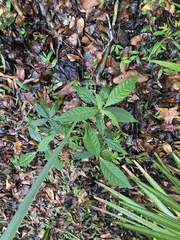 Psychotria tenuifolia