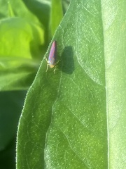 Graphocephala coccinea