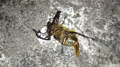 Cheirotonus formosanus