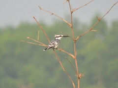 Ceryle rudis rudis