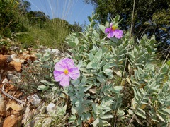Cistus albidus