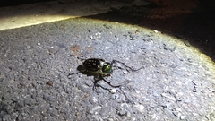 Cheirotonus formosanus