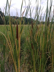 Typha angustifolia