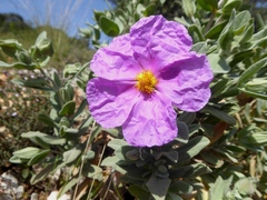 Cistus albidus