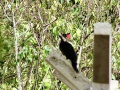 Campephilus melanoleucos