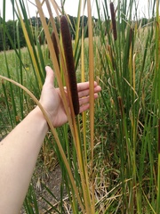 Typha angustifolia