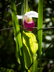 Cypripedium reginae