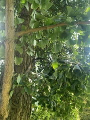 Ginkgo