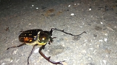 Cheirotonus formosanus