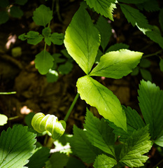Arisaema stewardsonii