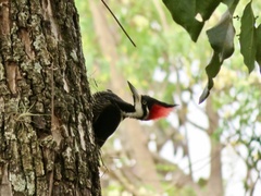 Campephilus melanoleucos