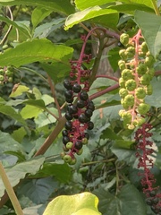 Phytolacca americana