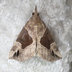 Hypena manalis