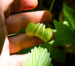 Arisaema stewardsonii