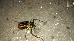 Cheirotonus formosanus