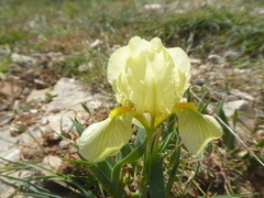 Iris lutescens