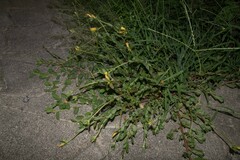 Portulaca umbraticola