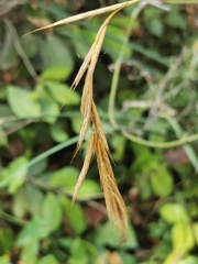 Brachypodium sylvaticum