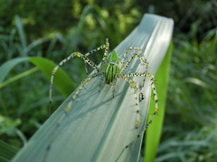 Peucetia formosensis